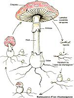 Champignon - naissance